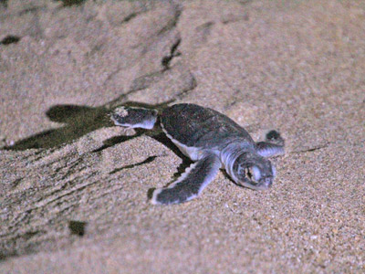 Voyage à Bornéo de la famille de Claudine