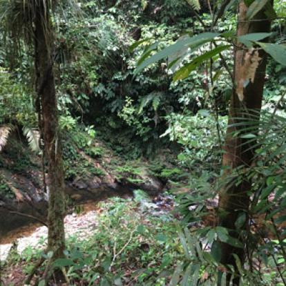 Voyage à Bornéo d'Emma et Sylvain