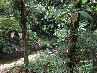 Voyage à Bornéo d'Emma et Sylvain
