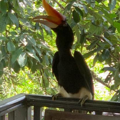 Voyage en Malaisie de  Patricia et Paul
