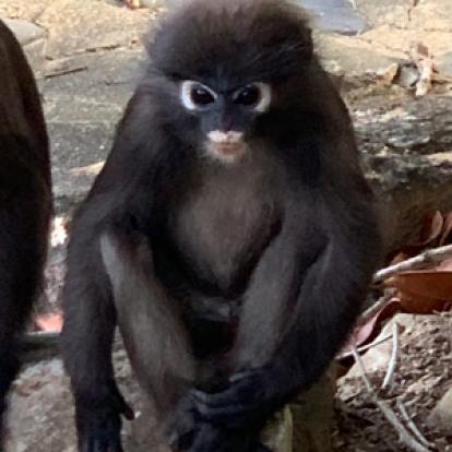 Voyage en Malaisie de  Patricia et Paul