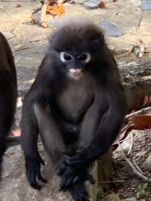Voyage en Malaisie de  Patricia et Paul