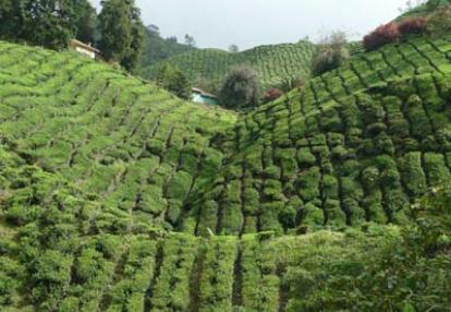 Voyage en Malaisie de Cécilia