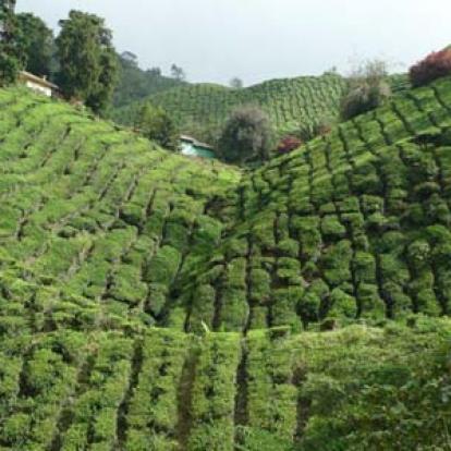 Voyage en Malaisie de Cécilia
