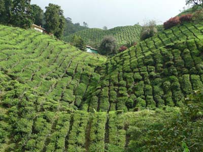 Voyage en Malaisie de Cécilia