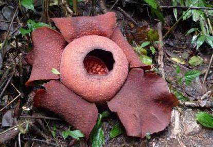 Voyage en Malaisie de Cécilia