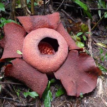 Voyage en Malaisie de Cécilia