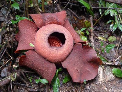 Voyage en Malaisie de Cécilia