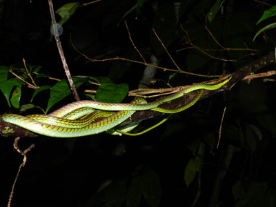 Voyage en Malaisie de Thierry