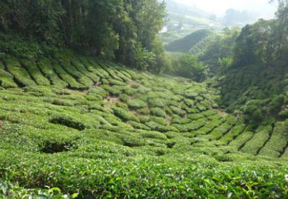 Voyage en Malaisie d'Areski 