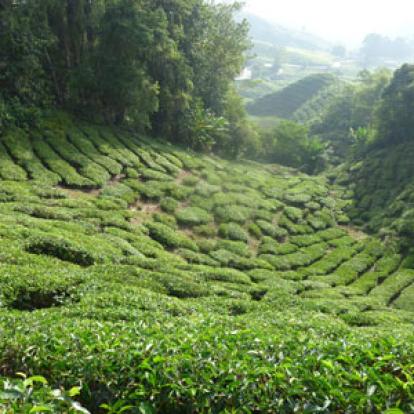 Voyage en Malaisie d'Areski 
