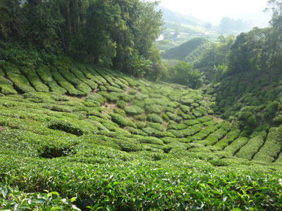 Voyage en Malaisie d'Areski 