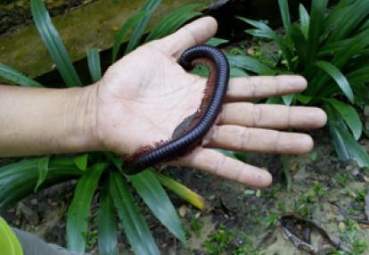 Voyage en Malaisie de la famille de Joëlle