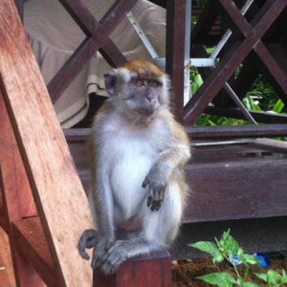 Voyage en Malaisie de Lili et Ronald