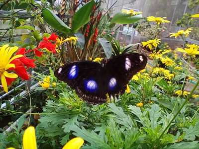 Voyage en Malaisie de Mireille