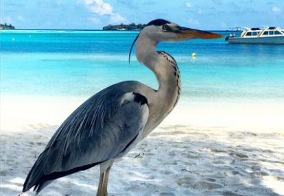 Voyage aux Maldives de la Famille de Pierre