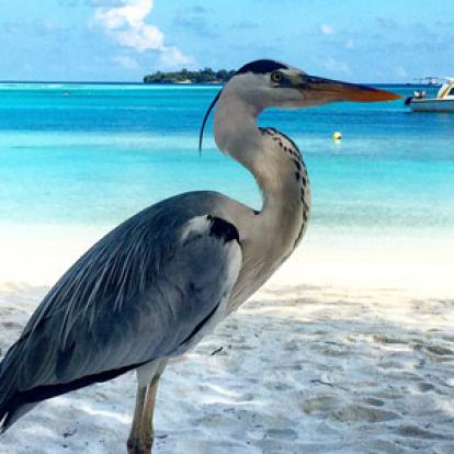 Voyage aux Maldives de la Famille de Pierre