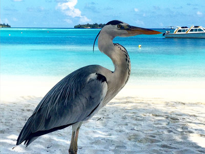 Voyage aux Maldives de la Famille de Pierre