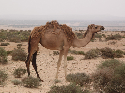©Maïté, Christian et Maxime D. - Tous Droits réservés
