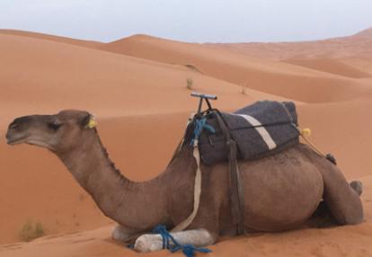 ©Pierre M. - Tous Droits réservés Voyage au Maroc de la Famille de Pierre