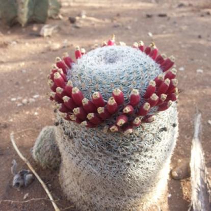 Voyage au Maroc de Jérémie, Alain et Isabelle