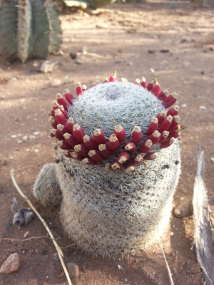 Voyage au Maroc de Jérémie, Alain et Isabelle