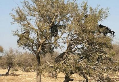 Voyage au Maroc de Jérémie, Alain et Isabelle