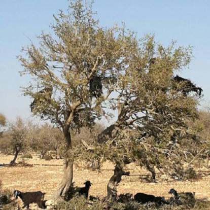Voyage au Maroc de Jérémie, Alain et Isabelle