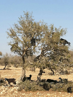 Voyage au Maroc de Jérémie, Alain et Isabelle