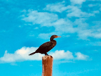 Voyage au Mexique de Cyril & Fabien