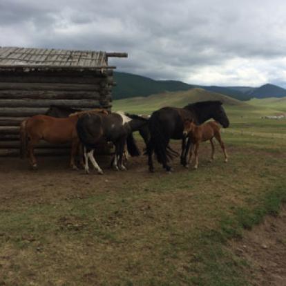 ©Jean-Pierre V. - Tous Droits Réservés Voyage en Mongolie de Jean-Pierre