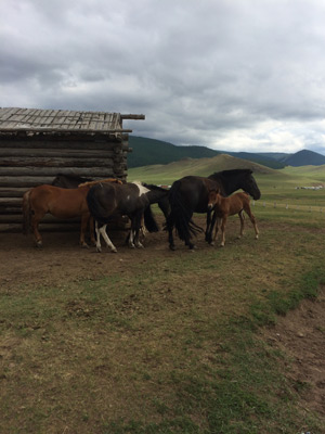 ©Jean-Pierre V. - Tous Droits réservés Voyage en Mongolie de Jean-Pierre
