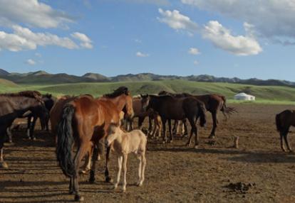 Voyage en Mongolie de Patrick, Patricia, Jean Francois, Joelle