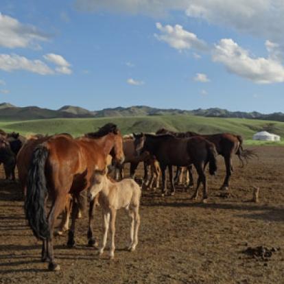 Voyage en Mongolie de Patrick, Patricia, Jean Francois, Joelle