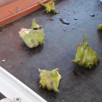 ©Jean-François L. - Tous Droits Réservés Voyage au Monténégro de Jean-François