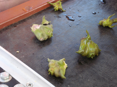 ©Jean-François L. - Tous Droits réservés Voyage au Monténégro de Jean-François