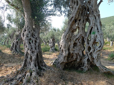 ©Nicolas De F. - Tous Droits réservés Voyage au Monténégro de Nicolas