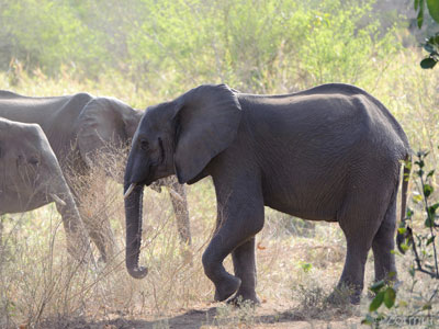 Voyage au Mozambique d'Olivier