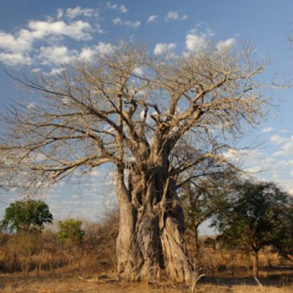 Voyage au Mozambique d'Olivier