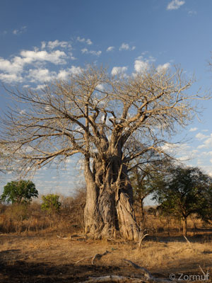 Voyage au Mozambique d'Olivier