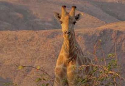 ©Nicolas D. - Tous Droits réservés