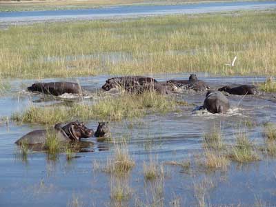 ©Nicolas D. - Tous Droits réservés Voyage Safari en Namibie