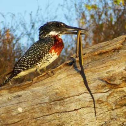 ©Nicolas D. - Tous Droits Réservés Voyage Safari en Namibie