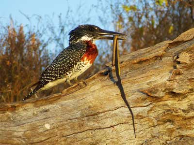 ©Nicolas D. - Tous Droits réservés Voyage Safari en Namibie