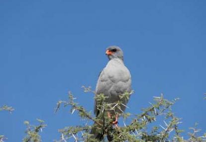 Voyage Safari en Namibie