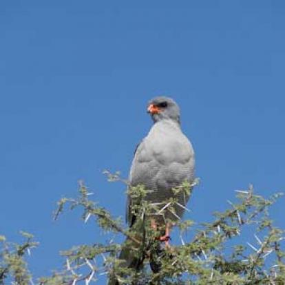 ©Nicolas D. - Tous Droits Réservés Voyage Safari en Namibie