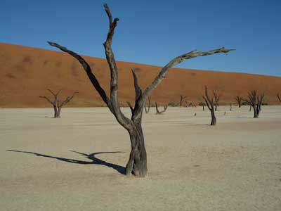 ©Nicolas D. - Tous Droits réservés Voyage Safari en Namibie