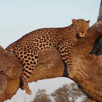 ©Nicolas D. - Tous Droits Réservés Voyage Safari en Namibie