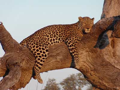 ©Nicolas D. - Tous Droits réservés Voyage Safari en Namibie
