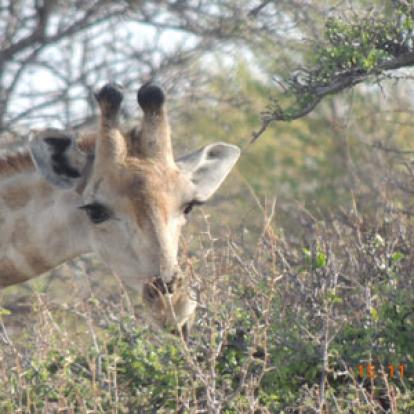 ©Guy D. - Tous Droits Réservés Voyage en Namibie de Guy D.